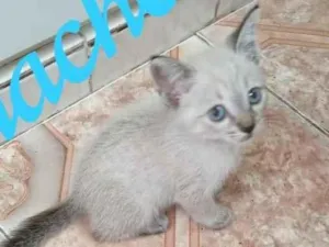 Gato raça SRD-ViraLata idade Abaixo de 2 meses nome Théo