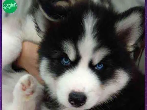 Cachorro ra a rusky siberiano idade 7 a 11 meses nome mike
