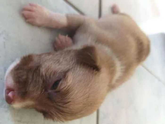 Cachorro ra a Misturado  idade  nome NÃO sei