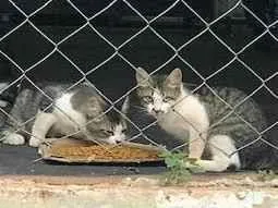 Gato raça INDEFINIDA idade 2 a 6 meses nome RUBI
