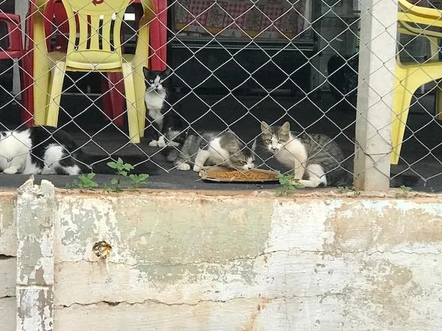Gato ra a INDEFINIDA idade 2 a 6 meses nome BIBI
