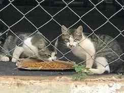 Gato raça INDEFINIDA idade 2 a 6 meses nome BIBI