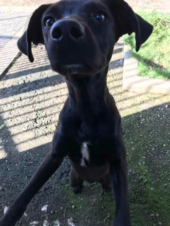 Cachorro ra a Srd  idade 7 a 11 meses nome Rebeca