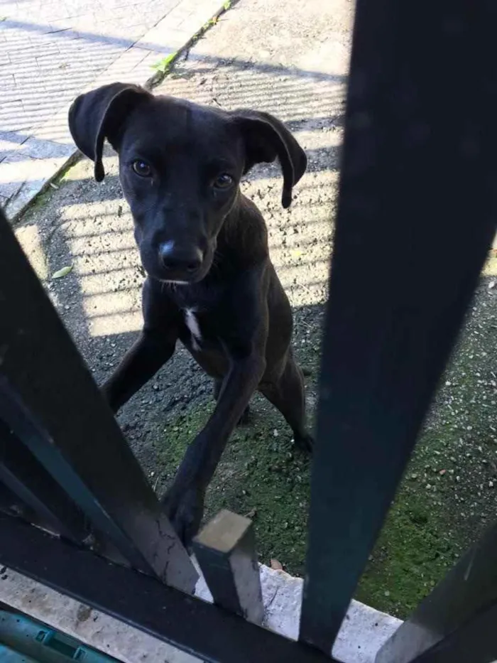 Cachorro ra a Srd  idade 7 a 11 meses nome Rebeca