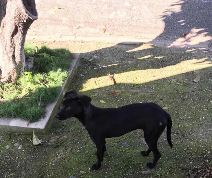 Cachorro ra a Srd  idade 7 a 11 meses nome Rebeca