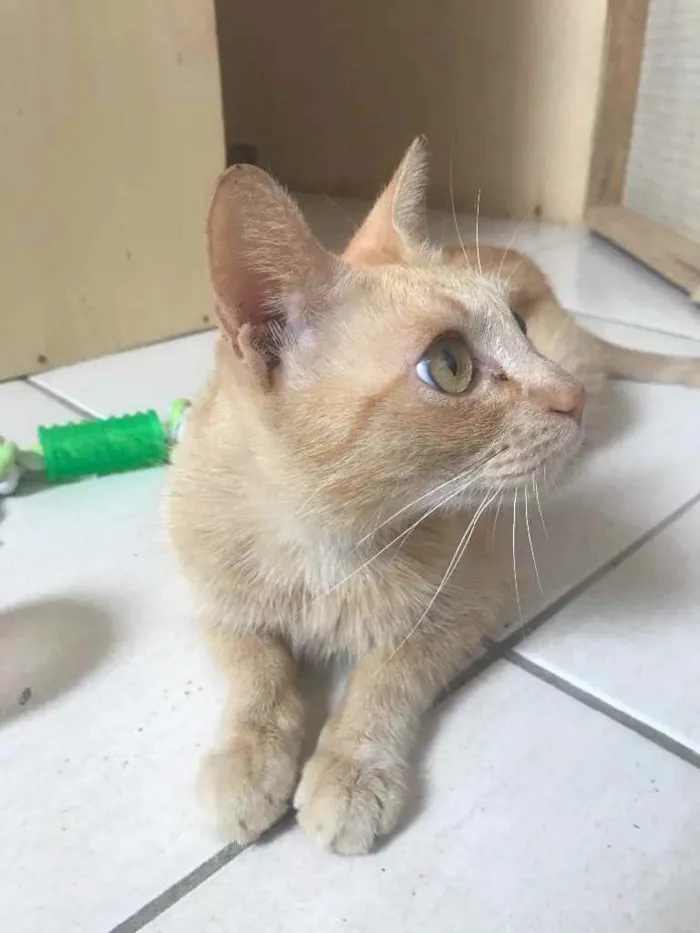 Gato raça Sem Raça Definida idade 7 a 11 meses nome Lara