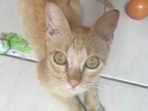Gato raça Sem Raça Definida idade 7 a 11 meses nome Lara