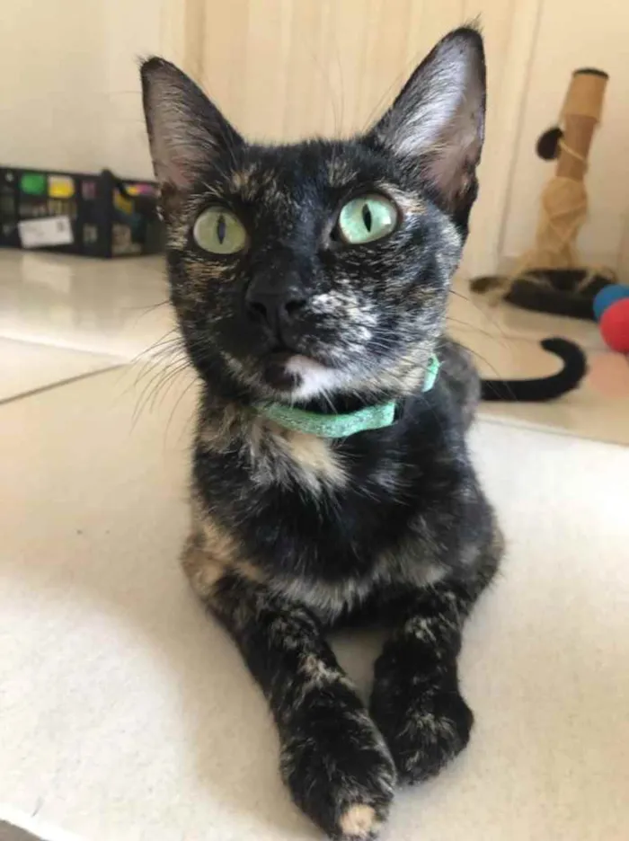 Gato raça Sem Raça Definida idade 7 a 11 meses nome Ursula