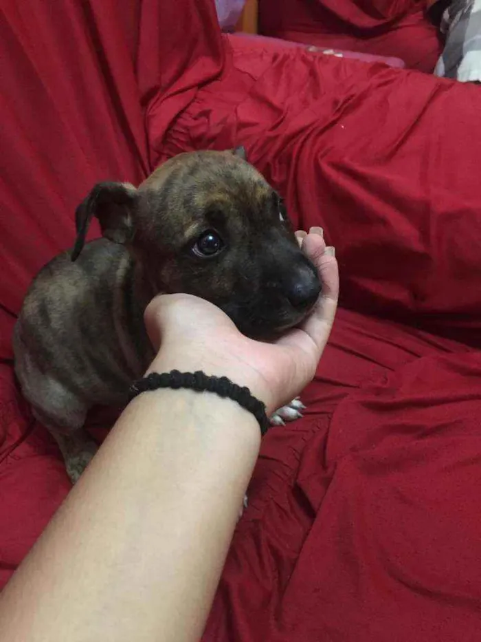 Cachorro ra a Pitbull com pastor alemão  idade 2 a 6 meses nome Isis