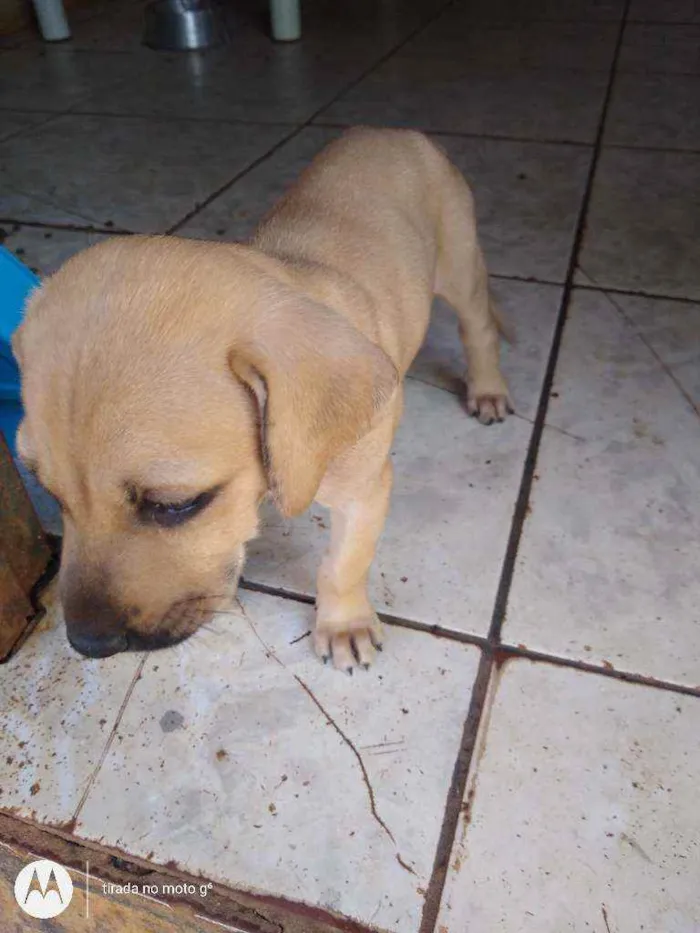 Cachorro ra a Vira lata idade Abaixo de 2 meses nome Não tem nome