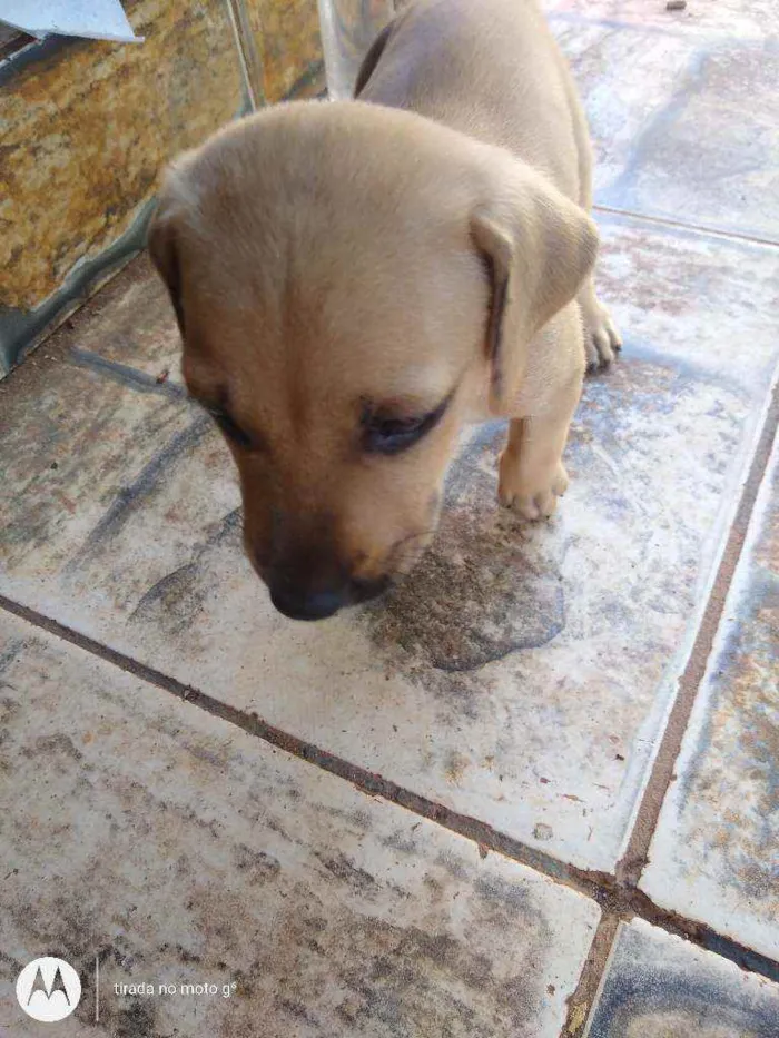 Cachorro ra a Vira lata idade Abaixo de 2 meses nome Não tem nome
