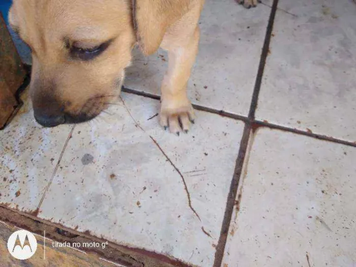Cachorro ra a Vira lata idade Abaixo de 2 meses nome Não tem nome
