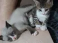 Gato raça Srd idade Abaixo de 2 meses nome  Nala e Simba