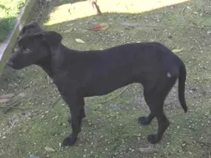 Cachorro raça Srd  idade 7 a 11 meses nome Rebeca