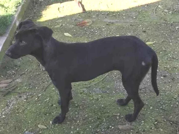 Cachorro ra a Srd  idade 7 a 11 meses nome Rebeca