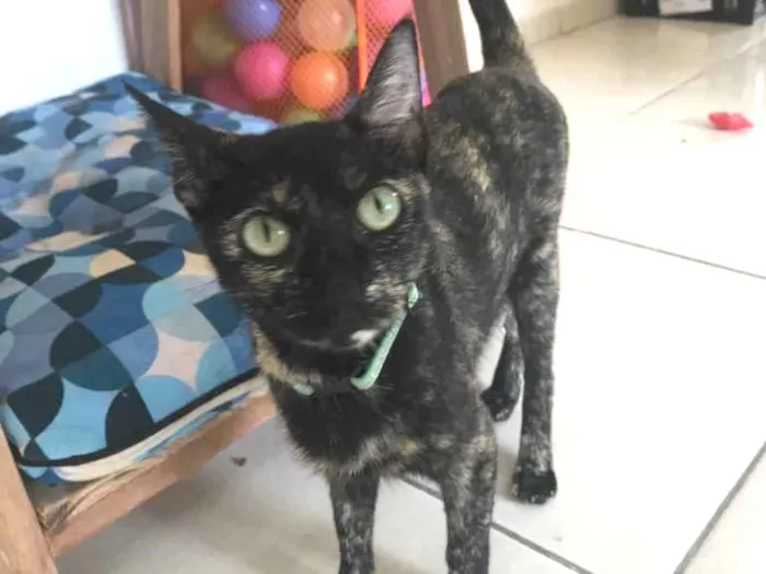 Gato raça Sem Raça Definida idade 7 a 11 meses nome Ursula