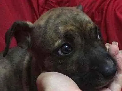 Cachorro ra a Pitbull com pastor alemão  idade 2 a 6 meses nome Isis