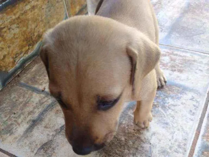 Cachorro ra a Vira lata idade Abaixo de 2 meses nome Não tem nome
