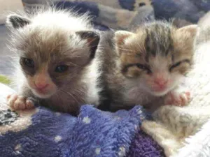 Gato raça Srd idade Abaixo de 2 meses nome  Nala e Simba