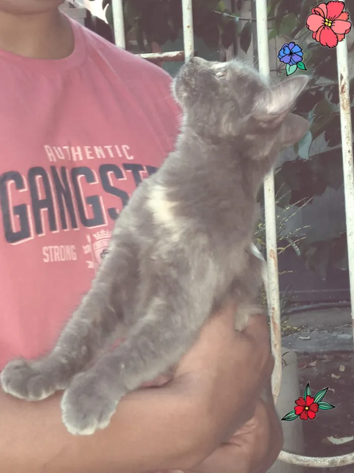 Gato ra a Srd idade  nome Mel
