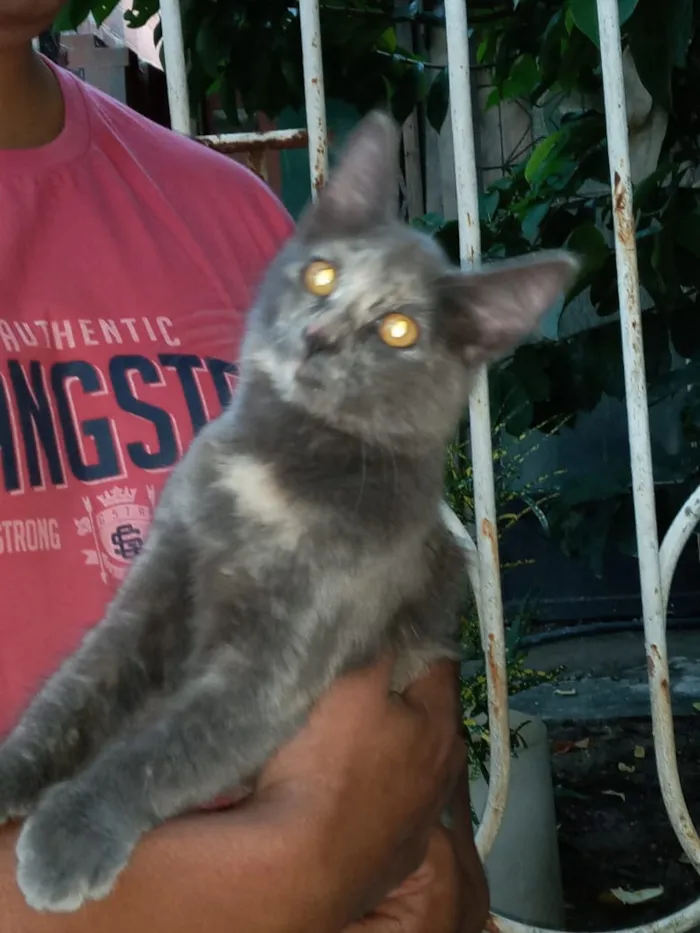 Gato ra a Srd idade  nome Mel