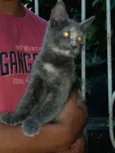 Mel