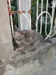 Mel