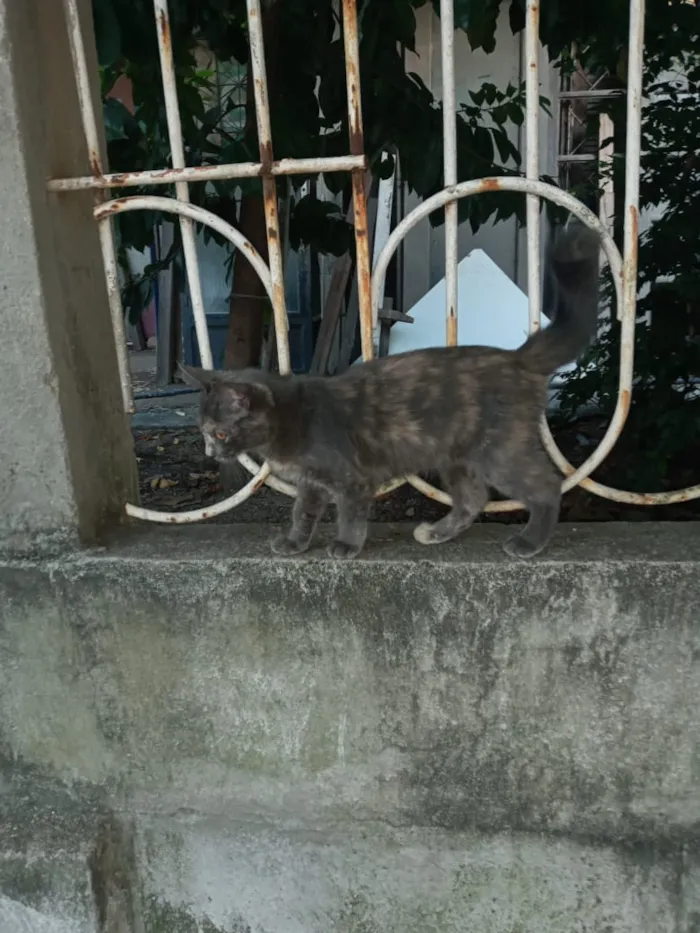 Gato ra a Srd idade  nome Mel