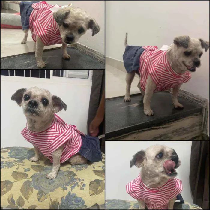 Cachorro raça Vira lata  idade 5 anos nome Pedrita