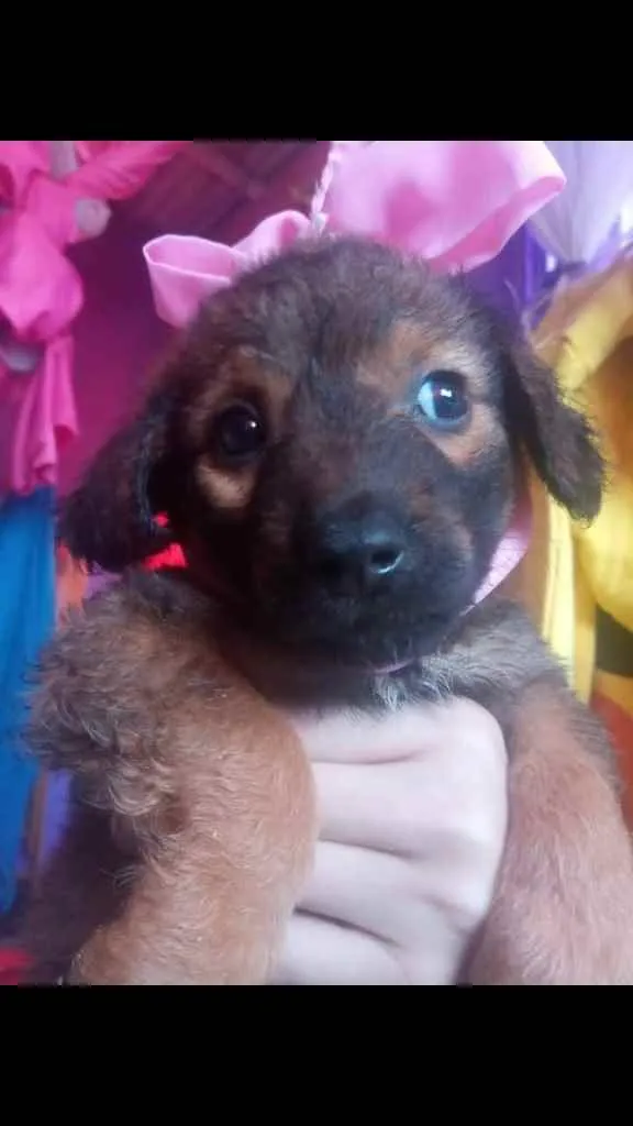 Cachorro ra a Vira lata idade 2 a 6 meses nome Madalena