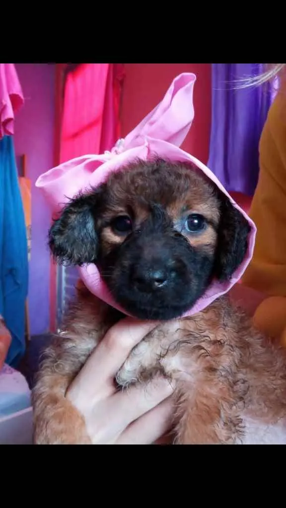 Cachorro ra a Vira lata idade 2 a 6 meses nome Rosa