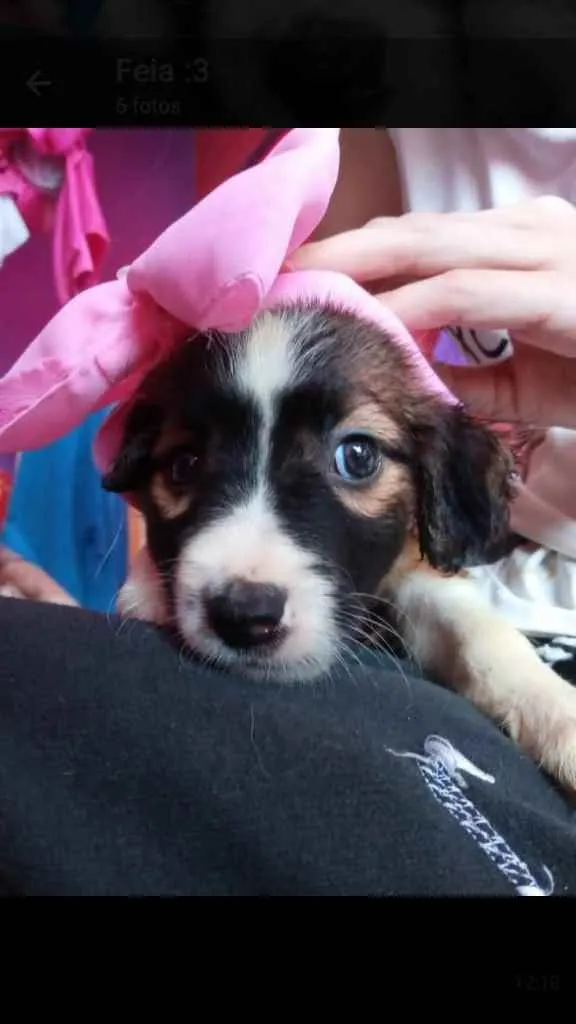 Cachorro ra a Vira lata idade 2 a 6 meses nome Sandra 