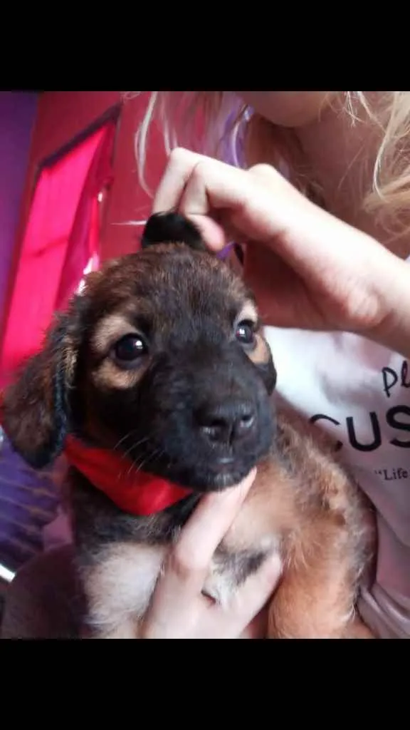 Cachorro ra a Vira lata idade 2 a 6 meses nome Ximbinha