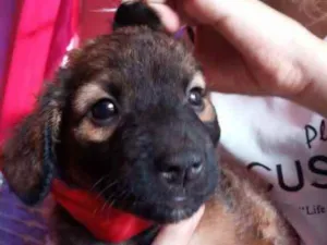 Cachorro raça Vira lata idade 2 a 6 meses nome Ximbinha