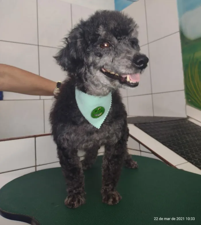 Cachorro ra a Poodle idade 3 anos nome neguinha e mimosa