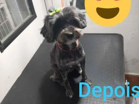 Cachorro ra a Poodle idade 3 anos nome neguinha e mimosa