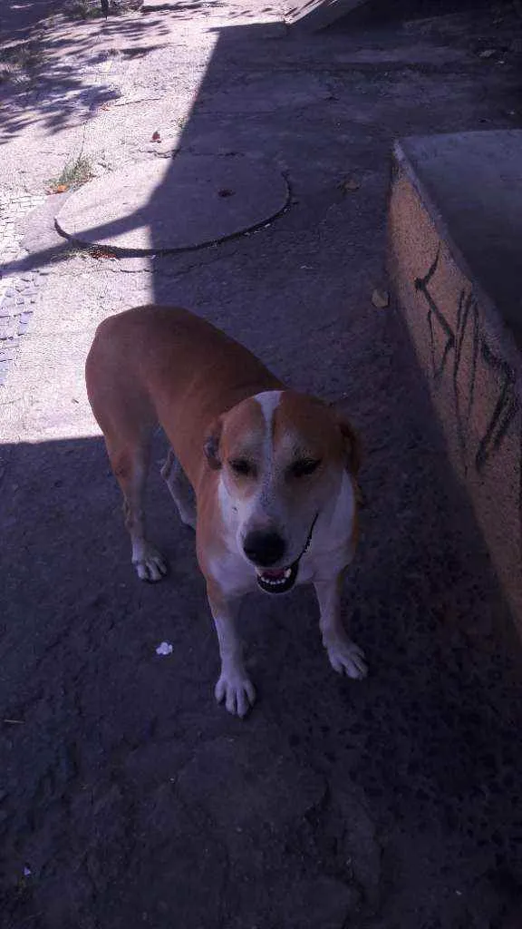 Cachorro raça Vira  lata idade 2 anos nome Grandão 