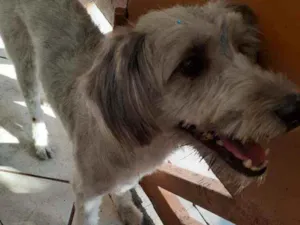 Cachorro raça Mix poodle idade 7 a 11 meses nome Mel