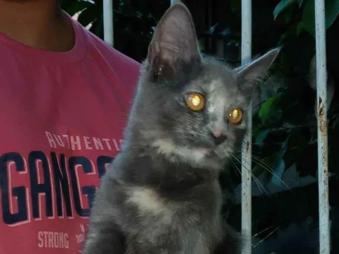 Gato ra a Srd idade  nome Mel