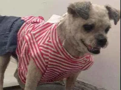 Cachorro raça Vira lata  idade 5 anos nome Pedrita