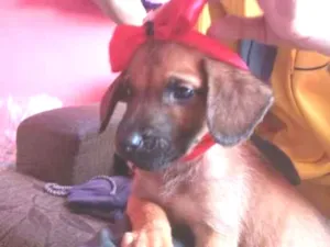 Cachorro raça Vira lata  idade 2 a 6 meses nome Urso