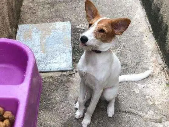 Cachorro raça misturada idade 2 a 6 meses nome JADE