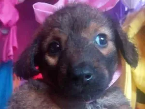 Cachorro raça Vira lata idade 2 a 6 meses nome Madalena