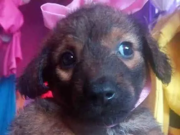 Cachorro ra a Vira lata idade 2 a 6 meses nome Madalena