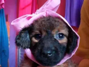 Cachorro raça Vira lata idade 2 a 6 meses nome Rosa