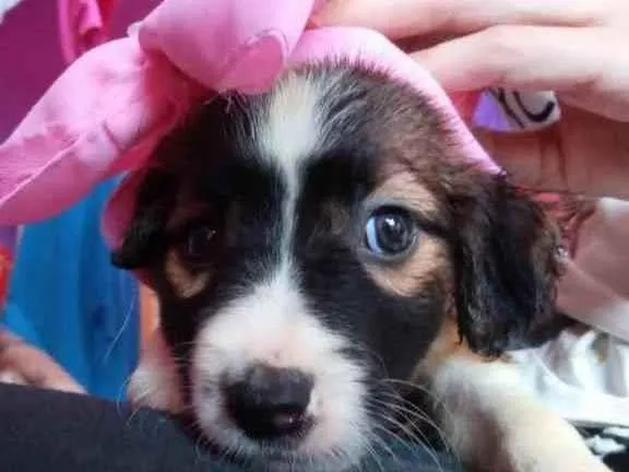 Cachorro ra a Vira lata idade 2 a 6 meses nome Sandra 