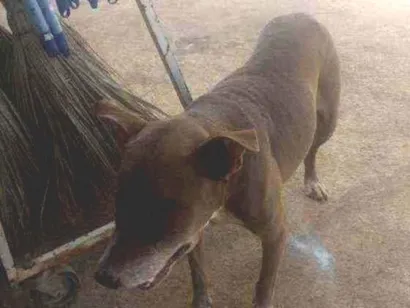 Cachorro raça Pit bull idade 7 a 11 meses nome Rambo