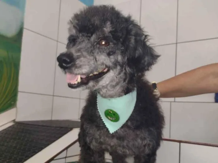 Cachorro ra a Poodle idade 3 anos nome neguinha e mimosa