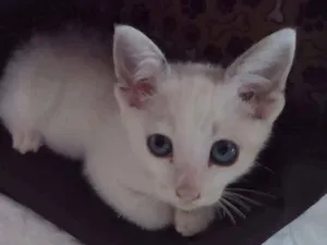 Gato raça Srd idade Abaixo de 2 meses nome Polar