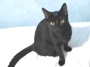 Gato raça Srd idade 2 a 6 meses nome Zulu